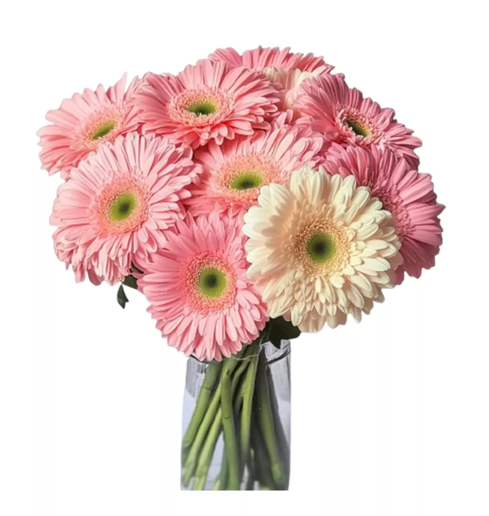 Stunning Bouquet : Pink & White Gerbera